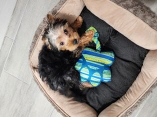 Morkie puppy for sale