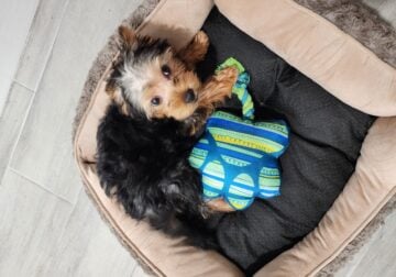 Morkie puppy for sale