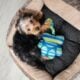 Morkie puppy for sale