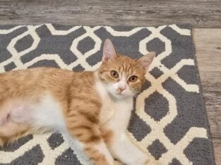Help me give Lily a loving home!