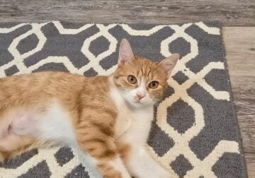 Help me give Lily a loving home!