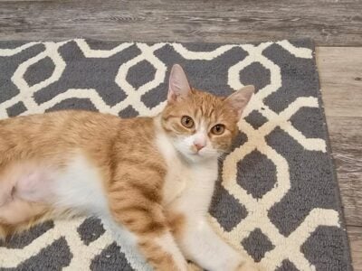 Help me give Lily a loving home!