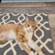 Help me give Lily a loving home!