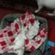 Chiwawa puppies