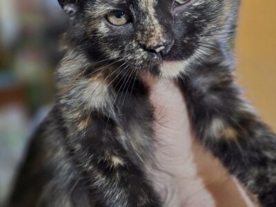 Rescue kittens SPAYED/NEUTERED