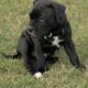 100% Pitt Bull Terrier Puppies