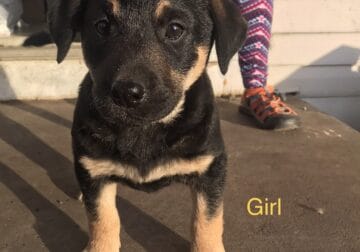 Lab Mixed Puppies