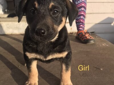Lab Mixed Puppies