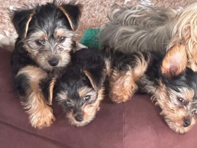 Yorkie pups