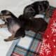 English Bull Dog Puppies