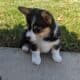 Female corgi pup – Reese