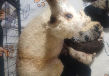 Aussiedoodles puppies