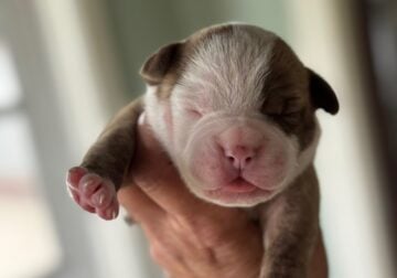 American Bulldog Puppies Male