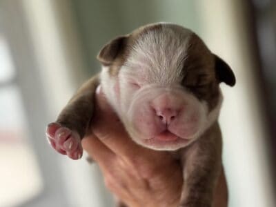 American Bulldog Puppies Male