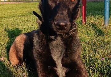 Belgian malinois for stud
