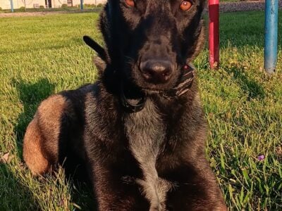 Belgian malinois for stud