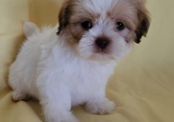Shih Tzu puppies