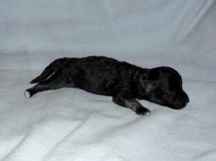 Pepper, MaltiPoo male, rare phantom color, no-shed