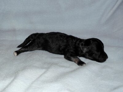 Pepper, MaltiPoo male, rare phantom color, no-shed