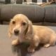 Miniature Dauchshund