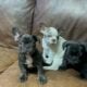 Adorable Frenchie puppies