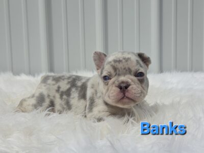 Akc male merle french bulldog puppy