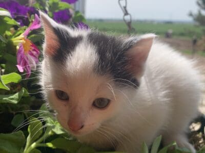 Beautiful Kitten