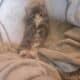 I have 3 kittens that need a great home.