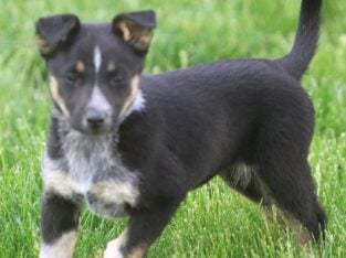 German Shepherd/Australian Shepherd Puppies