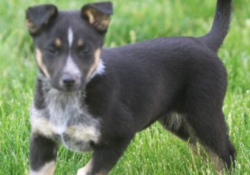 German Shepherd/Australian Shepherd Puppies
