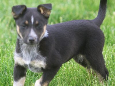 German Shepherd/Australian Shepherd Puppies