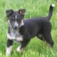 German Shepherd/Australian Shepherd Puppies