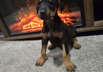 Doberman puppies ready