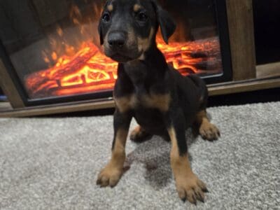 Doberman puppies ready