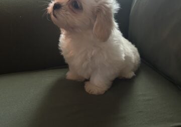 Havanese Puppy Coke