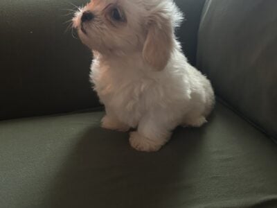 Havanese Puppy Coke