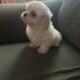 Havanese Puppy Coke