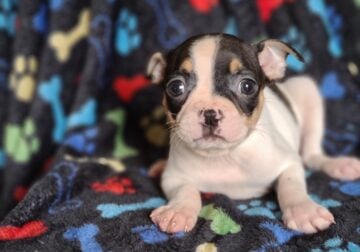 Beautiful boston terriers