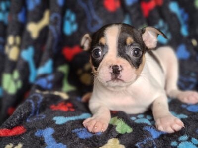 Beautiful boston terriers
