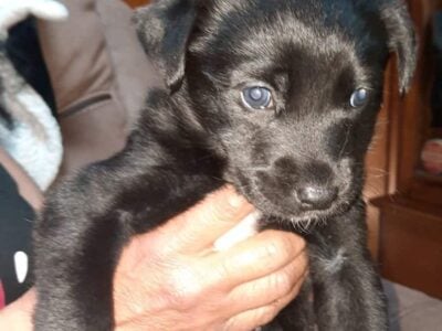 Puppies