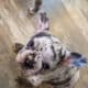 Lilac Merle French Bulldog