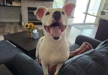 Sweet American Staffordshire Mix