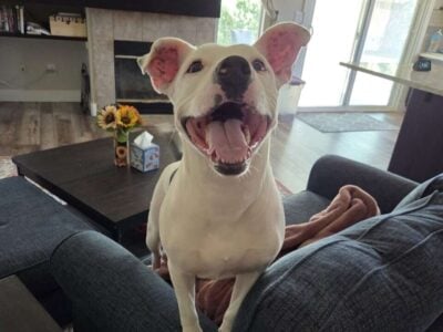 Sweet American Staffordshire Mix