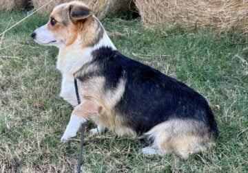 Pembroke Welsh Corgi female
