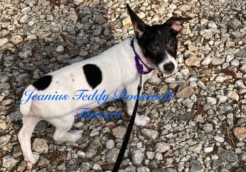 Teddy Roosevelt Terrier “Ice”