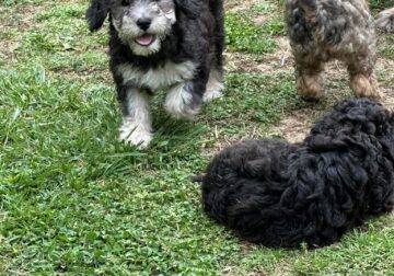 Mini goldendoodles