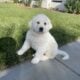 Great Pyrenees mix with Saint Bernard puppies