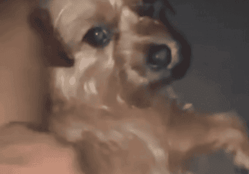 Female NORFOLK TERRIER