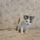 I have 3 kittens that need a great home.