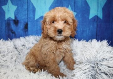 Cockapoo Puppies